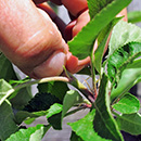 Heidelbeeren düngen