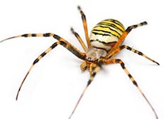 Tigerspinne