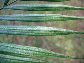 Bergpalme - Spinnmilbenbefall