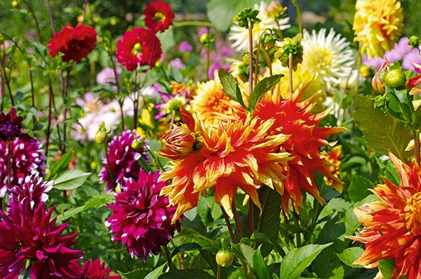 bunte Dahlien