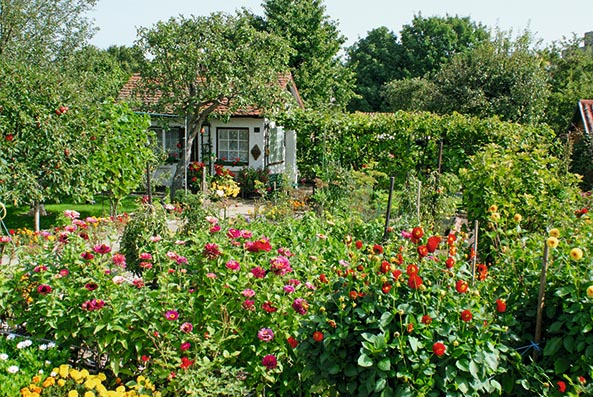 Kleingarten mit Dahlienbeet
