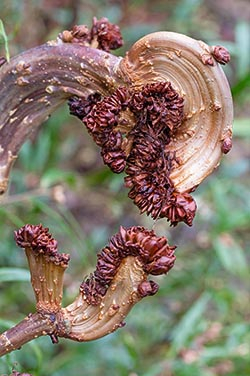 Pflanzen Wuchsanomalie