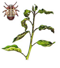 Birnenblattsauger