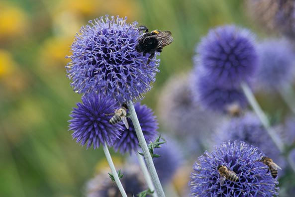 Kugeldistel ‘Veitch’s Blue’