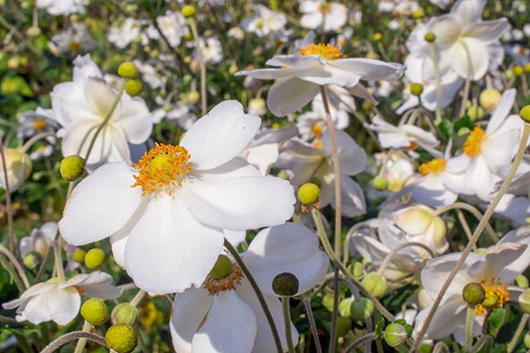 Herbst-Anemone ‘Honorine Jobert’