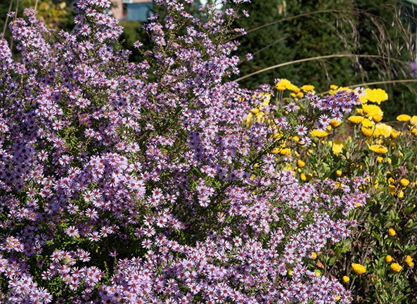 Myrtenaster ‘Lovely’
