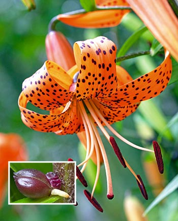 Tigerlilien