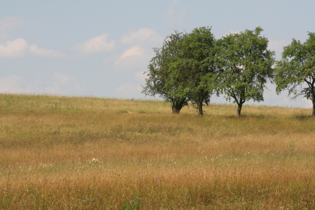 Wiese
