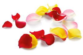 Rosenbluetenblaetter
