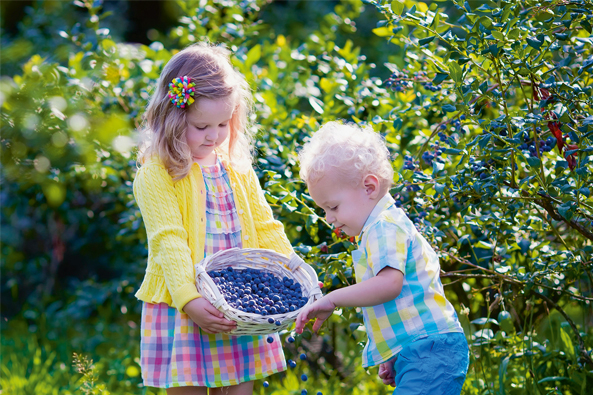 Unwiderstehlich - Heidelbeeren