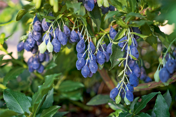 Heidelbeersorte ‘Lucky Berry’