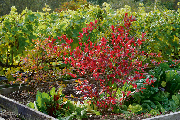 Heidelbeeren Herbstfaerbung