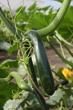 Kletterzucchini ‘Alando’ Kletterzucchini ‘Alando’