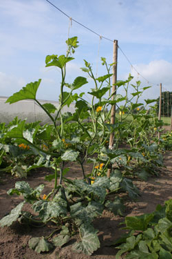 Kletterzucchini ‘Alando’ Kletterzucchini ‘Alando’