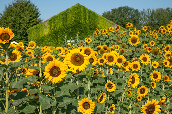 Sonnenblumen