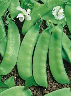 Bio-Zuckererbse ‘Sweet Horizon’ Bio-Zuckererbse ‘Sweet Horizon’