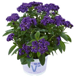 Vanilleblume ‘Nautilus Blue’ Vanilleblume ‘Nautilus Blue’