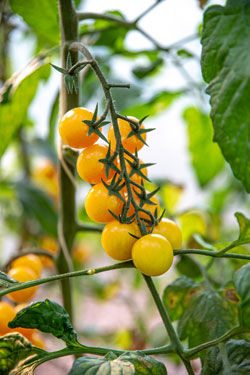 Tomate Sunviva Tomate Sunviva