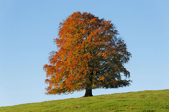 Rotbuche