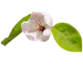 Quittenblüte