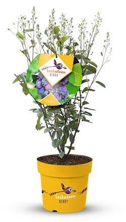 Felsenbirne  ‘Saskatoon Berry®’