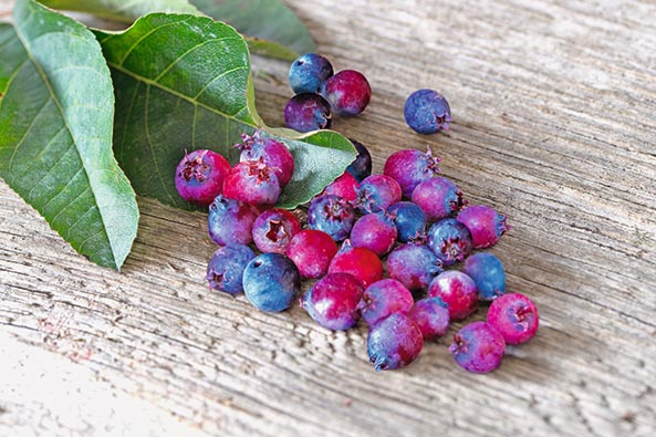 Wildobst ‘Saskatoon Berry®’