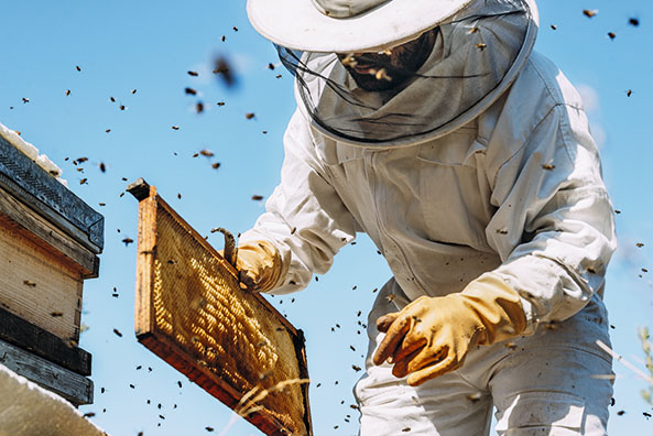 Imker und Bienen