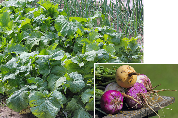 Mairueben im Beet