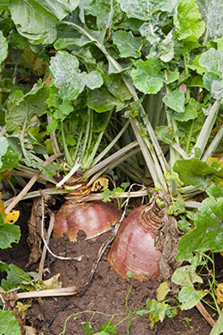 Steckrüebe