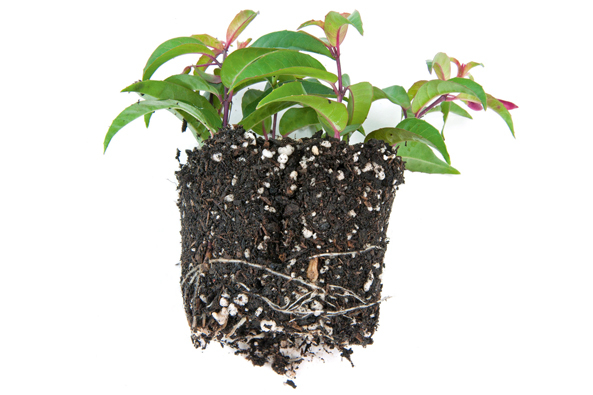 Perlite Bodenstruktur