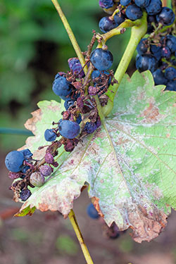 Weinreben mit Mehltaupilzen