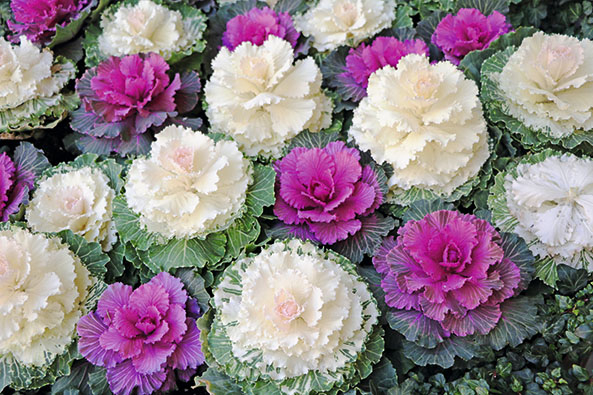 Zierkohl im Gemüsegarten