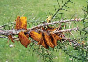 Fruchtkörper des Wacholderblasenrosts