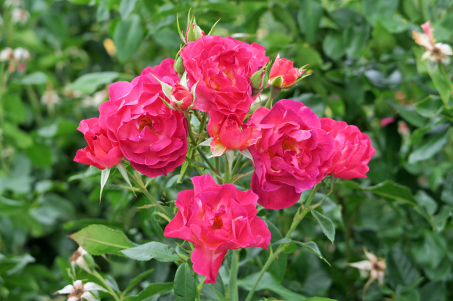 ADR-Rosen 2018 - Ile de Fleurs