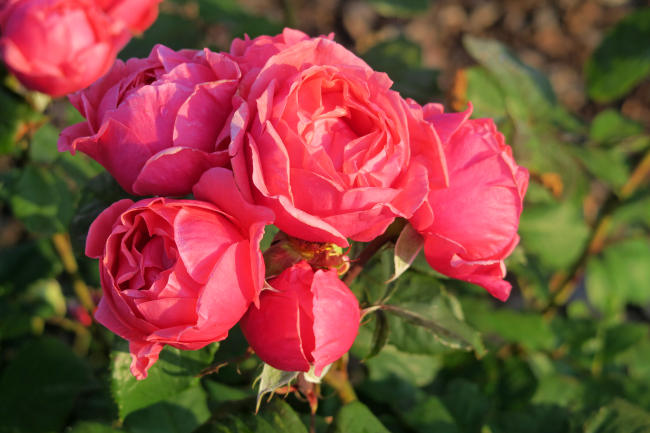ADR-Rosen 2018 ‘Gartenprinzessin Marie-José ®’