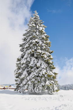 Fichte im Winter