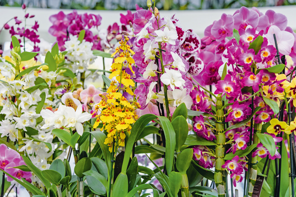 Buntige Orchideen