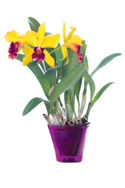 Cattleya (Cattleya-Hybriden)
