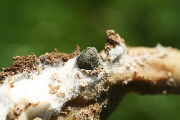 Sclerotinia-Fäule-Pilz
