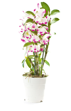 Dendrobie (Dendrobium-Hybriden)