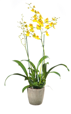 Oncidium (Oncidium-Hybriden)