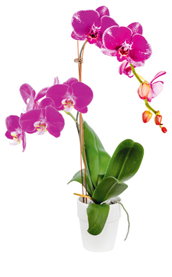 Malayenblume (Phalaenopsis-Hybriden)