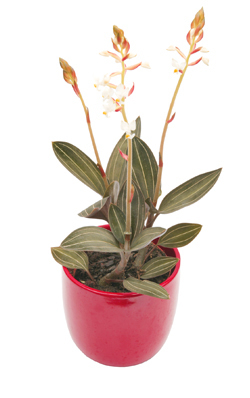 Blutständel (Ludisia discolor)