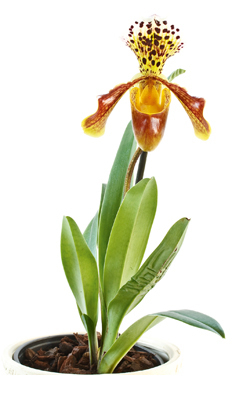 Frauenschuh (Paphiopedilum-Hybriden)