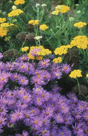 Berg-Aster (Aster amellus)