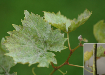 Krankheiten an Weinreben