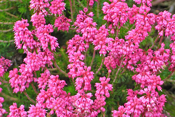 Blüten der Siebenbürgenheide