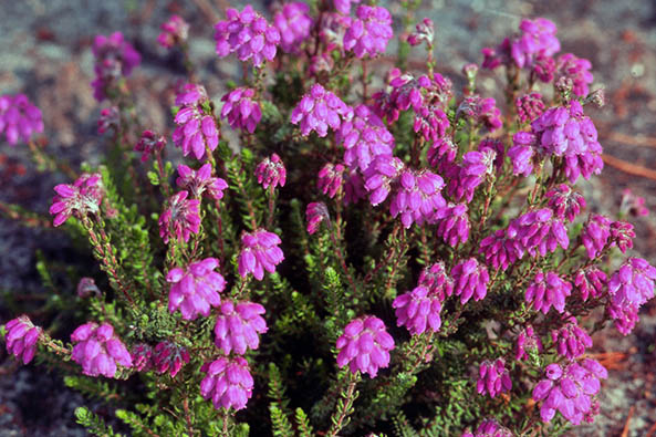 Glockenheide ‘Con Underwood’