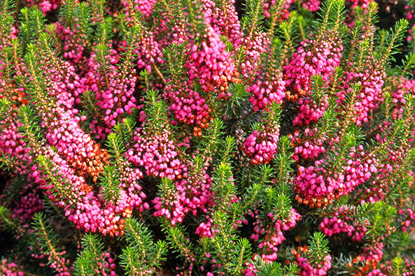 Cornwall-Heide ‘Mrs. D. F. Maxwell’