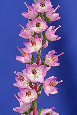 Heideblüten